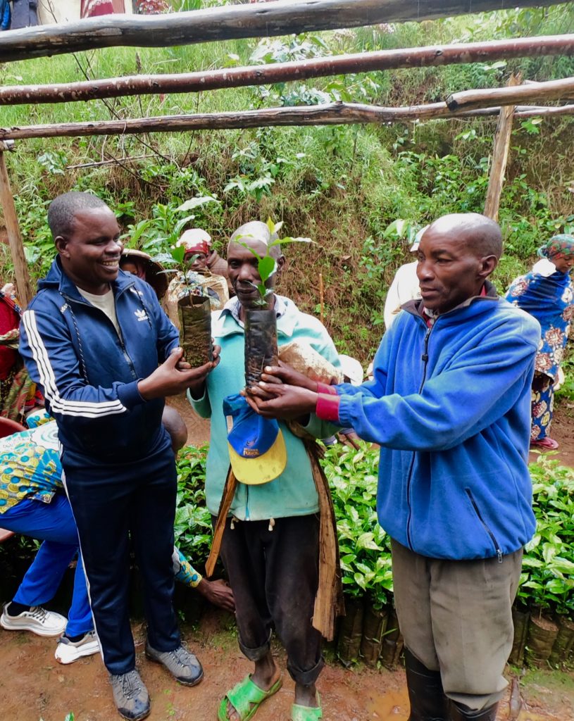 coffee tree seedling distribution