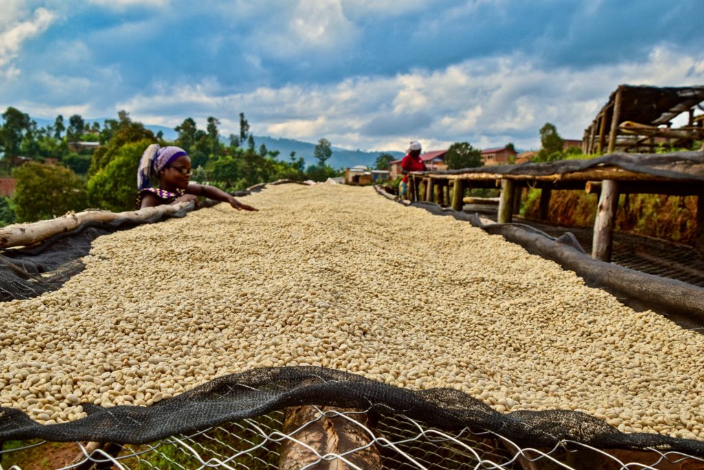 Women turning dried washed migoti coffee beans behind drying table